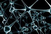 تبدیل سلول های پوستی به نورون های حرکتی