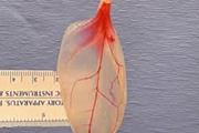 رشد سلول های قلبی ضربان دار انسان روی برگ های اسفناج