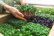 ریز سبز‌ها سوپر غذاها برای آینده، مملو از مواد مغذی و رشد آسان