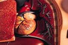 پروتئین مرتبط با نارسایی قلبی و دیابت کشف شد