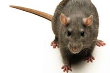 افزایش 20 درصدی طول عمر موش ها توسط تغییرات ژنی