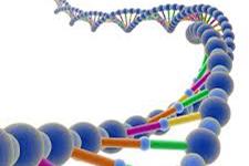 ارتباط پیری با بخش هایی از DNA ژنوم 