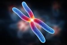 کروموزوم  X در تولید اسپرم نقش دارد