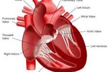 محققین کشف کرده اند چرا بخشی از بافت قلبی به استخوان تبدیل می شود