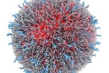 هدف قرار دادن سلول های بنیادی سرطانی با استفاده از نانوذره های پوشیده شده با کیتوسان و بارگیری شده با داروهای شیمی درمانی