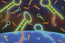 مکانیسم جدیدی از تنظیم RNA در سلول های بنیادی جنینی 