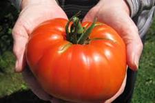 محققین می گویند ژن هایی که سلول های بنیادی گیاهی را می سازند منشا گوجه فرنگی های غول پیکر را  نیز نشان می دهند!