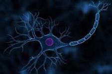 انحرافات ژنتیکی مرتبط با بیماری، روی ارتباطات نورونی در مغز در حال تکوین اثر می گذارد