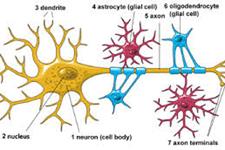 فاکتور رشد خونی سلول های بنیادی عصبی را فعال می کند