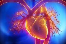 ترمیم آسیب قلبی به وسیله سلول های بنیادی