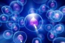 دستیابی به روش پرتوان سازی سلول های بنیادی برای نخستین بار در جهان