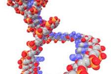 نقش تغییرات ژنومی در تمایز سلول های بنیادی پرتوان