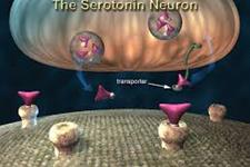 رشد نورون های سروتونینی انسانی در پتری دیش