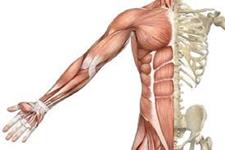 نقش پروتئین TAK1 در رشد و بازسازی عضلات