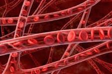 تغییرات لازم برای تبدیل سلول های عروق خونی به سلول های بنیادی خون در مراحل رشد رویانی