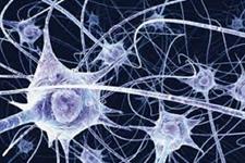 رده ای ساده از سلول های بنیادی که در نورون زایی هیپوکامپ در سراسر زندگی در موش مشارکت دارند