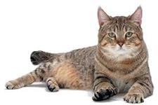 سلول های بنیادی مزانشیمی: امیدوار کننده در درمان بیماری های التهابی گربه ها!