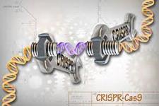 شکل مدیفه شده CRISPR به عنوان یک سوئیچ کنترل بیان ژن در سلول های بنیادی عمل می کند