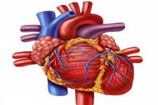نتایجی غیر منتظره از مطالعات قلبی