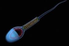 قطعات RNAی اسپرم، متابولیسم فرزندان را تنظیم می کنند