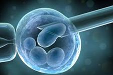 راه اندازی تحقیقات سلول های بنیادی جنینی در کره جنوبی