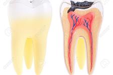 رشد دوباره بافت دندان با استفاده از سلول های بنیادی دندان کودک 