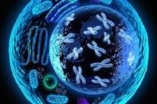 هک کردن بیولوژی سلول برای ایجاد اشکال سه بعدی از بافت های زنده