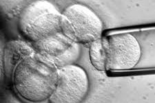 کاهش محدودیت های حاکم بر مطالعات سلول های بنیادی جنینی
