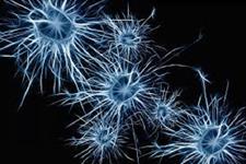 منشا میکروگلیاهای جدیدی که در مغز و شبکیه ساکن می شوند