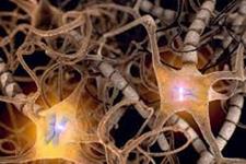 چگونه فیبرهای عصبی طی تکوین اولیه وارد طناب نخاعی می شوند