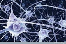 سلول های بنیادی عصبی سرنوشت خودشان را کنترل می کنند