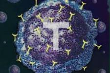 تیمار سلول های T با ریز مولکول ها پاسخ ایمنی را علیه ملانوما تقویت می کند