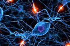 چه چیزی سرنوشت سلول های بنیادی عصبی را تعیین می کند؟
