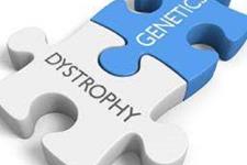 کروموزوم های مصنوعی می تواند نقص های ژنتیکی مربوط به دیستروفی عضلانی دوشن را معکوس کنند
