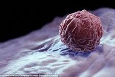 ابزاری جدید برای مطالعه منشا سلول های بنیادی جنینی