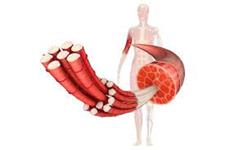 تولید عضلات انسانی دارای عملکرد از سلول های پوستی