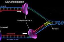 ترمیم DNA معیوب، تکوین عصبی را تحت تاثیر قرار می دهد
