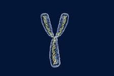 نقش حفاظت کندگی ژن کروموزوم Y برای لوکمیا