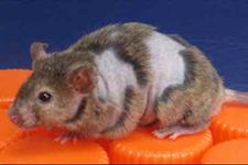 پوشش سیتوکینی که منجر به رشد مو روی موش ها می شود