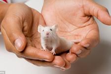 سلول درمانی مغز آسیب دیده موش ها را ترمیم می کند