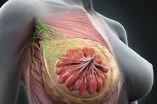 جداسازی سلول های بنیادی سینه می تواند به مطالعات سرطان سرعت ببخشد