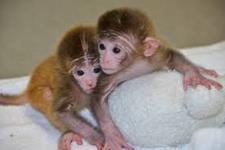 تولید میمون کایمرا از سلول های بنیادی