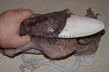 کاربردهای زیست پزشکی استخوان ماهی مرکب(Cuttlebone)