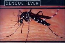 رویکردی جدید برای مشاهده عفونت دنگی(dengue) در بدن 
