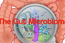 ارتباط ژن/سلول دیدگاه های جدیدی را در مورد چگونه سالم ماندن میکروبیوم گوارشی ارائه می دهد