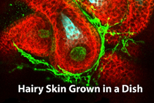 تولید پوست های دارای مو از سلول های بنیادی موشی