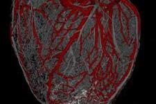 استفاده از سلول های بنیادی برای رشد قلب