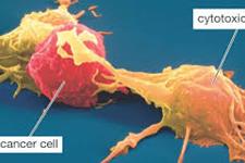 کنترل تقسیم سلول ها ی  Tدربهبود ایمونوتراپی سرطان موثراست
