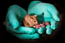 استفاده از تکنولوژی های ویرایش ژنومی برای تولید موش هایی با دو والد یکسان