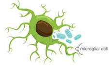 پروتکلی قوی و با راندمان بالا برای تولید میکروگلیاها از سلول های بنیادی انسانی